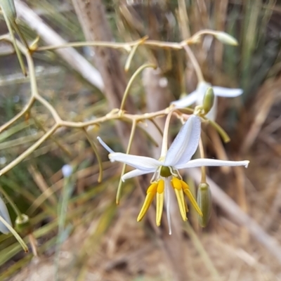 Dianella tarda (Late-flower Flax-lily) at Watson, ACT - 5 Jan 2023 by abread111