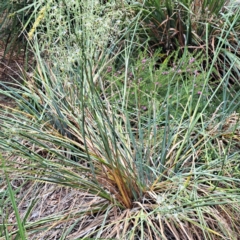 Dianella tarda at Watson, ACT - 5 Jan 2023