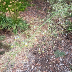 Dianella tarda at Watson, ACT - 5 Jan 2023