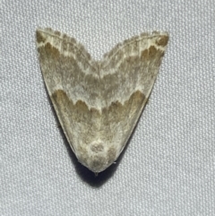 Eublemma amoena (Crown Moth) at Numeralla, NSW - 1 Jan 2023 by SteveBorkowskis