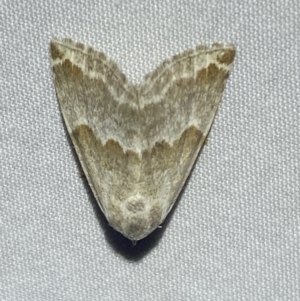 Acontiinae provisional species 1 at Numeralla, NSW - suppressed