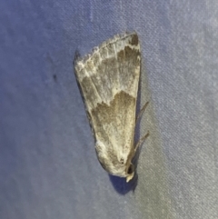 Acontiinae provisional species 1 at Numeralla, NSW - 1 Jan 2023