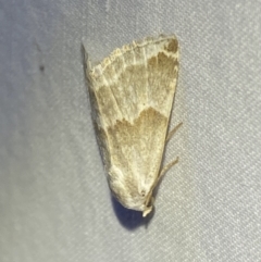 Acontiinae provisional species 1 at Numeralla, NSW - 1 Jan 2023