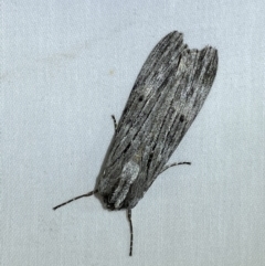Capusa senilis (Black-banded Wedge-moth) at Numeralla, NSW - 1 Jan 2023 by Steve_Bok