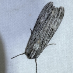 Capusa senilis at suppressed - 2 Jan 2023