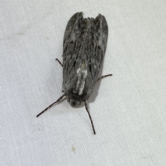 Capusa senilis at suppressed - 2 Jan 2023