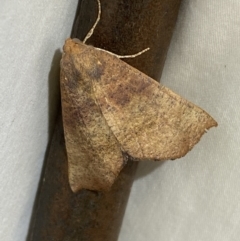 Mnesampela privata (Autumn Gum Moth) at Numeralla, NSW - 2 Jan 2023 by SteveBorkowskis