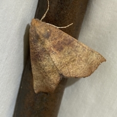Mnesampela privata (Autumn Gum Moth) at Numeralla, NSW - 1 Jan 2023 by Steve_Bok