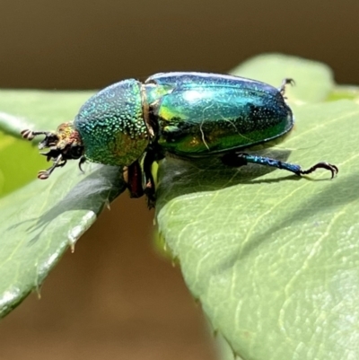 Lamprima aurata (Golden stag beetle) at Murrumbateman, NSW - 5 Jan 2023 by SimoneC