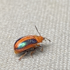 Calomela curtisi at Molonglo Valley, ACT - 5 Jan 2023 02:30 PM