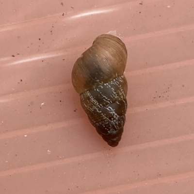 Cochlicella barbara (Small Pointed Snail) at Molonglo River Reserve - 4 Jan 2023 by Steve_Bok