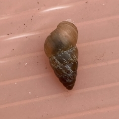 Cochlicella barbara (Small Pointed Snail) at Coombs, ACT - 4 Jan 2023 by Steve_Bok
