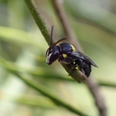 Hylaeus (Hylaeorhiza) nubilosus (A yellow-spotted masked bee) at Murrumbateman, NSW - 4 Jan 2023 by SimoneC