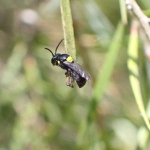 Hylaeus (Hylaeorhiza) nubilosus at Murrumbateman, NSW - 4 Jan 2023 01:21 PM