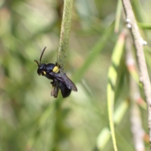 Hylaeus (Hylaeorhiza) nubilosus at Murrumbateman, NSW - 4 Jan 2023 01:21 PM