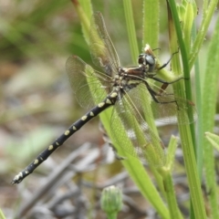 Synthemis eustalacta (Swamp Tigertail) at Wingello - 1 Jan 2023 by GlossyGal