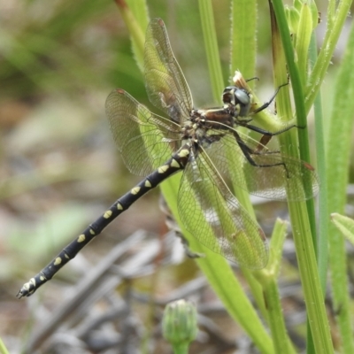 Synthemis eustalacta (Swamp Tigertail) at Wingecarribee Local Government Area - 1 Jan 2023 by GlossyGal