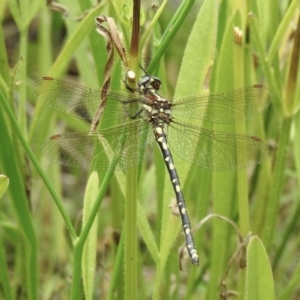 Synthemis eustalacta at Wingello, NSW - 1 Jan 2023