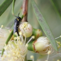 Hylaeus (Gnathoprosopis) amiculinus at Murrumbateman, NSW - 4 Jan 2023