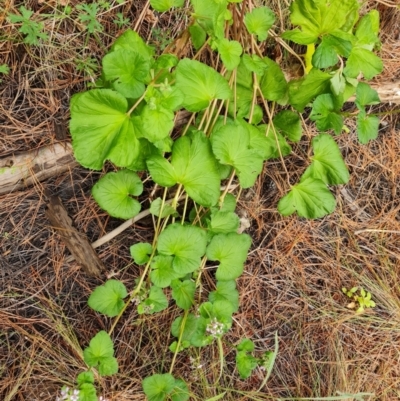 Pelargonium australe (Austral Stork's-bill) at Isaacs Ridge and Nearby - 5 Jan 2023 by Mike