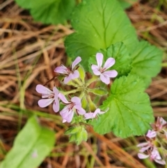 Pelargonium australe at Isaacs, ACT - 5 Jan 2023