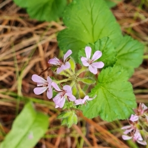 Pelargonium australe at Isaacs, ACT - 5 Jan 2023