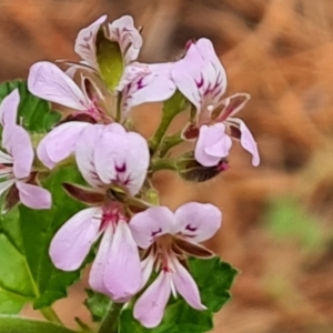 Pelargonium australe at Isaacs, ACT - 5 Jan 2023