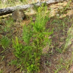 Erica lusitanica (Spanish Heath ) at Isaacs Ridge and Nearby - 5 Jan 2023 by Mike