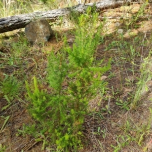 Erica lusitanica at Isaacs, ACT - 5 Jan 2023 05:10 PM