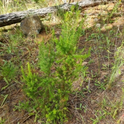 Erica lusitanica (Spanish Heath ) at Isaacs Ridge and Nearby - 5 Jan 2023 by Mike