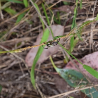 Plebs bradleyi (Enamelled spider) at QPRC LGA - 4 Jan 2023 by LyndalT