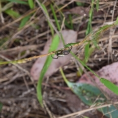 Plebs bradleyi (Enamelled spider) at Greenleigh, NSW - 4 Jan 2023 by LyndalT