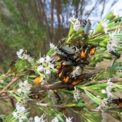 Chauliognathus lugubris (Plague Soldier Beetle) at Block 402 - 5 Jan 2023 by MatthewFrawley