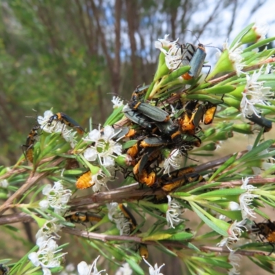 Chauliognathus lugubris (Plague Soldier Beetle) at Piney Ridge - 5 Jan 2023 by MatthewFrawley