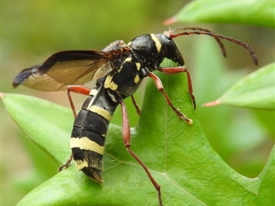 Hesthesis sp. (genus) (Wasp-mimic longicorn beetle) at Acton, ACT - 5 Jan 2023 by HelenCross