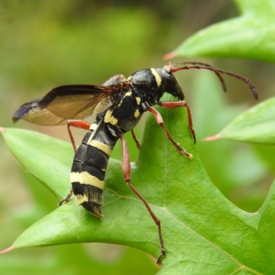 Hesthesis sp. (genus) (Wasp-mimic longicorn beetle) at Acton, ACT - 5 Jan 2023 by HelenCross