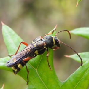 Hesthesis sp. (genus) at Acton, ACT - 5 Jan 2023