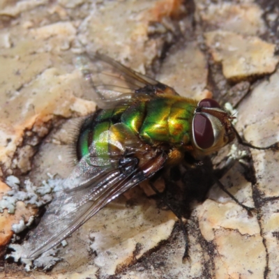 Rutilia (Chrysorutilia) formosa (A Bristle fly) at Stromlo, ACT - 5 Jan 2023 by MatthewFrawley