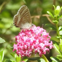 Lampides boeticus (Long-tailed Pea-blue) at ANBG - 5 Jan 2023 by HelenCross