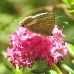 Lampides boeticus at Acton, ACT - 5 Jan 2023