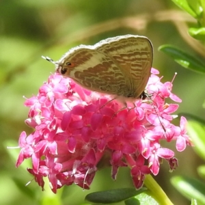 Lampides boeticus at Acton, ACT - 5 Jan 2023