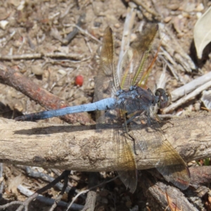 Orthetrum caledonicum at Stromlo, ACT - 5 Jan 2023 02:30 PM