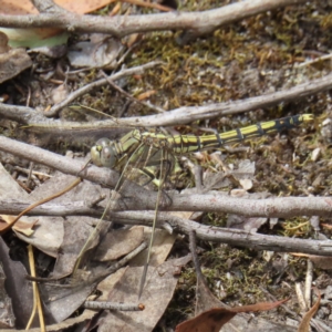 Orthetrum caledonicum at Stromlo, ACT - 5 Jan 2023 02:30 PM