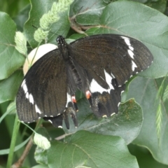 Papilio aegeus (Orchard Swallowtail, Large Citrus Butterfly) at Numeralla, NSW - 31 Dec 2022 by SteveBorkowskis