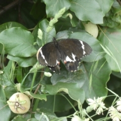 Papilio aegeus at Numeralla, NSW - 31 Dec 2022