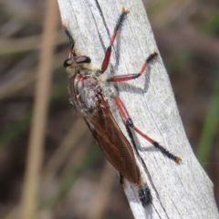 Neoaratus hercules (Herculean Robber Fly) at Piney Ridge - 5 Jan 2023 by MatthewFrawley