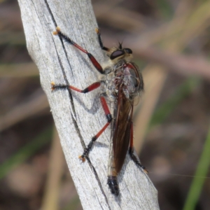 Neoaratus hercules at Stromlo, ACT - 5 Jan 2023 02:27 PM