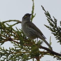 Caligavis chrysops (Yellow-faced Honeyeater) at Numeralla, NSW - 31 Dec 2022 by SteveBorkowskis