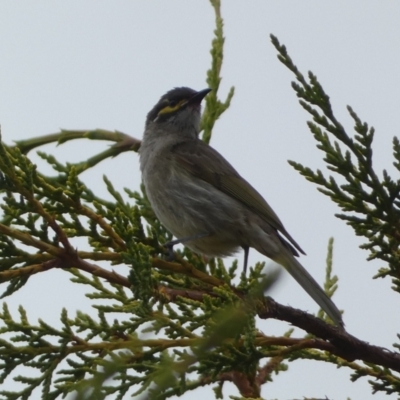 Caligavis chrysops (Yellow-faced Honeyeater) at Numeralla, NSW - 31 Dec 2022 by Steve_Bok