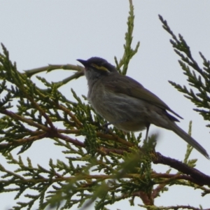 Caligavis chrysops at Numeralla, NSW - 31 Dec 2022